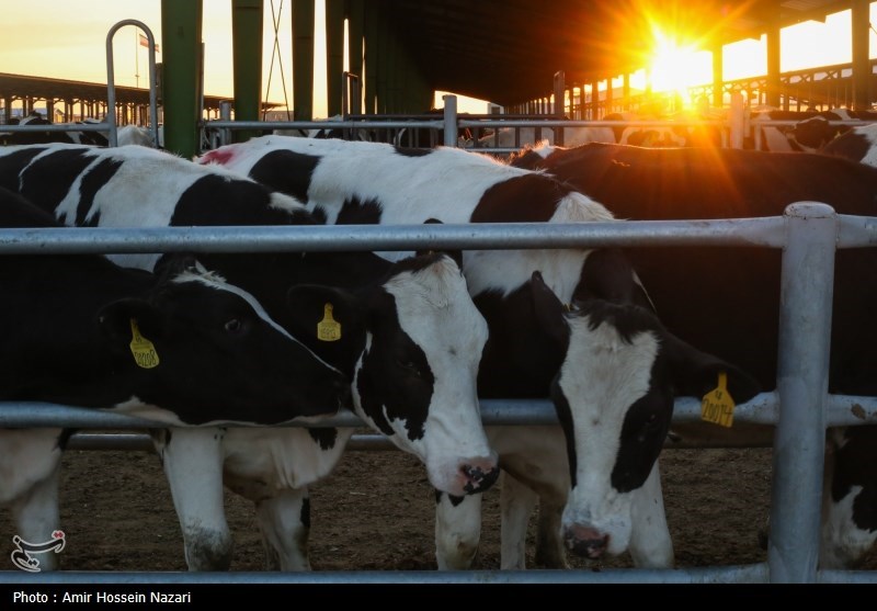 احداث مجتمع دامداری در شهر کیان ضروری است