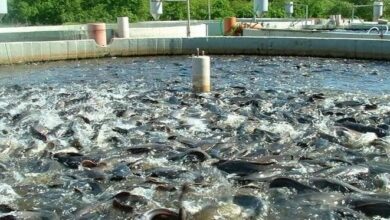 افتتاح مزرعه پرورش بچه ماهی 3 میلیون قطعهای در فرخشهر