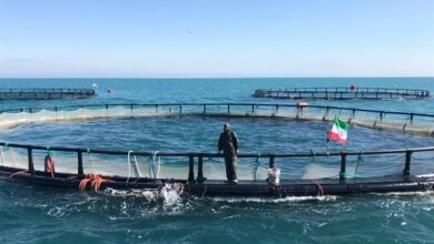 افزایش 2 برابری سرمایهگذاری بخش خصوصی در آبزیپروری