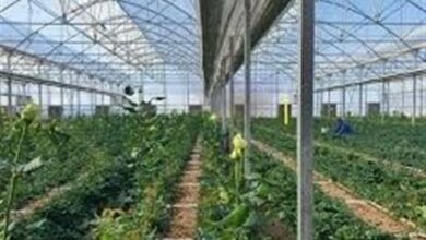 بازدید وزیر کشور از بزرگترین گلخانه شمالغرب