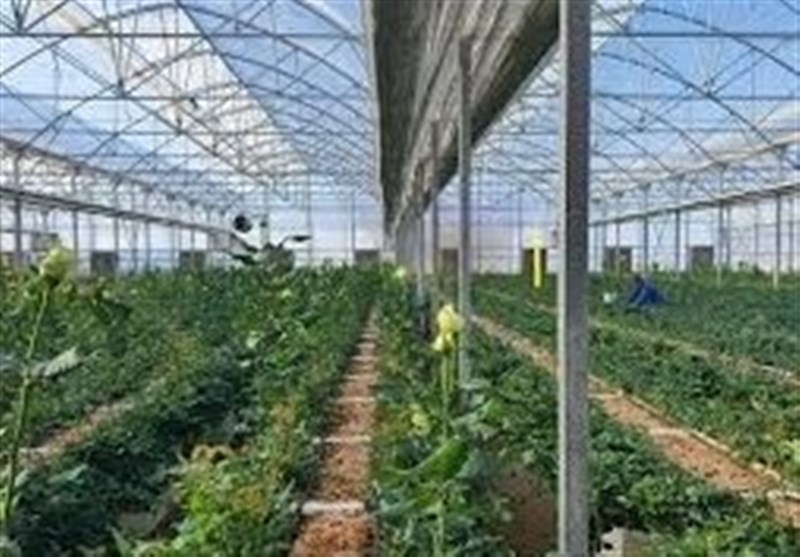 بازدید وزیر کشور از بزرگترین گلخانه شمالغرب