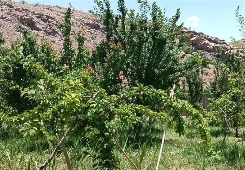 برداشت گوجهسبز، آلو و زردآلو از باغات پردیس + فیلم