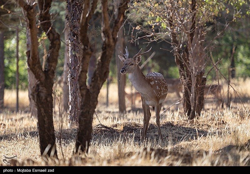 تصاویری زیبا از گوزنهای زرد ایرانی در سایت ایلام + فیلم