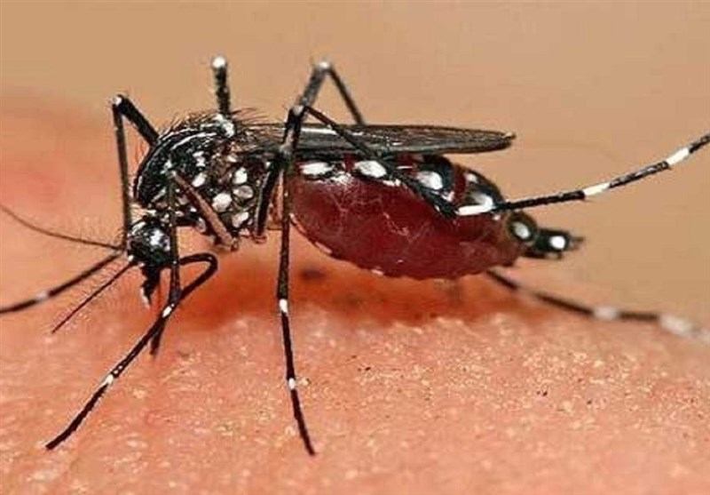 تکذیب فوت ناشی از تب دانگی در اصفهان