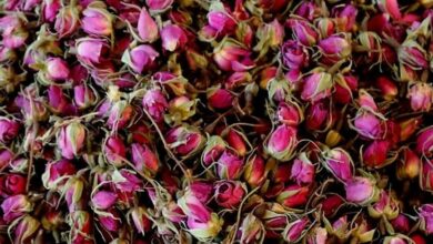 جشنواره گل و گلاب چهارمحال و بختیاری +تصاویر