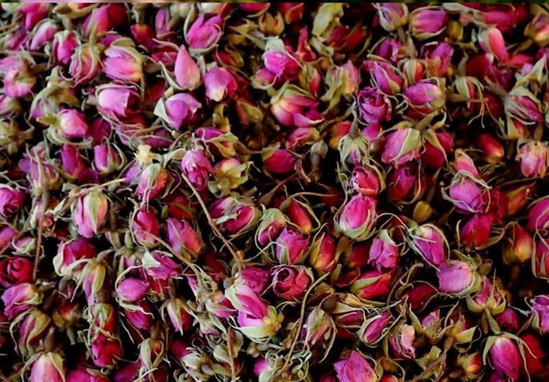 جشنواره گل و گلاب چهارمحال و بختیاری +تصاویر