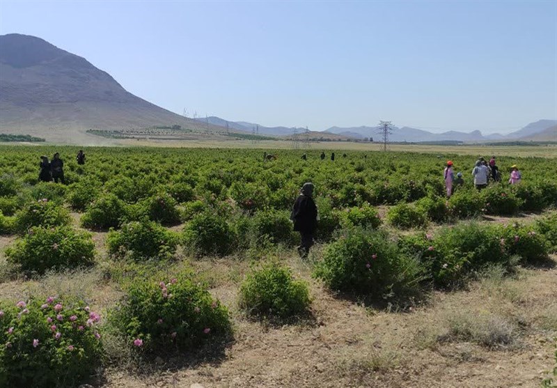 جشنواره گل و گلاب چهارمحال و بختیاری +تصاویر