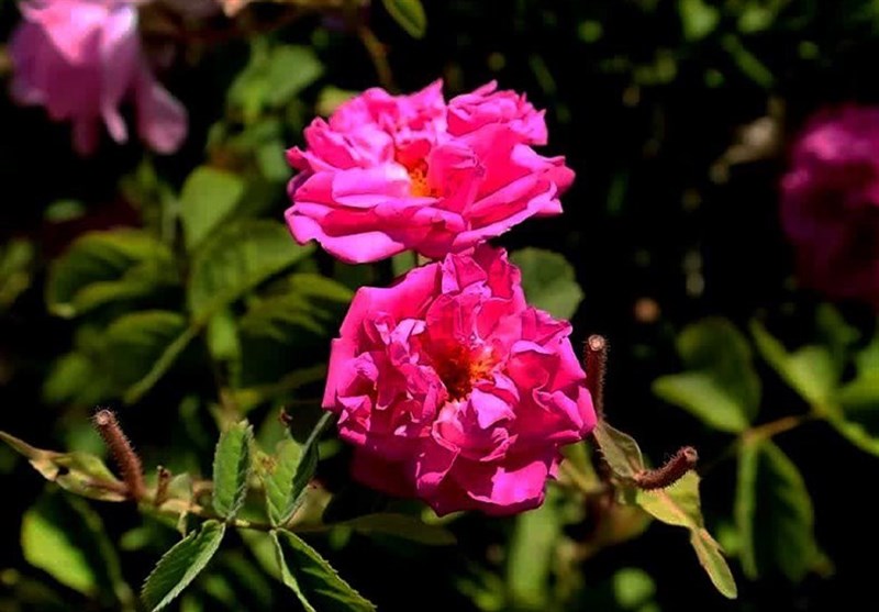 جشنواره گل و گلاب چهارمحال و بختیاری +تصاویر