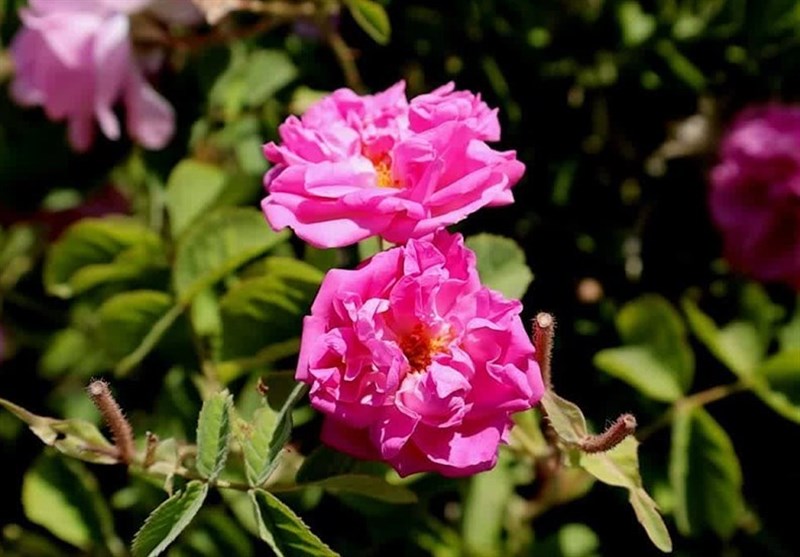 جشنواره گل و گلاب چهارمحال و بختیاری +تصاویر