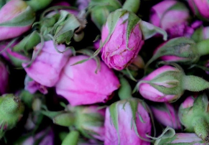 جشنواره گل و گلاب چهارمحال و بختیاری +تصاویر