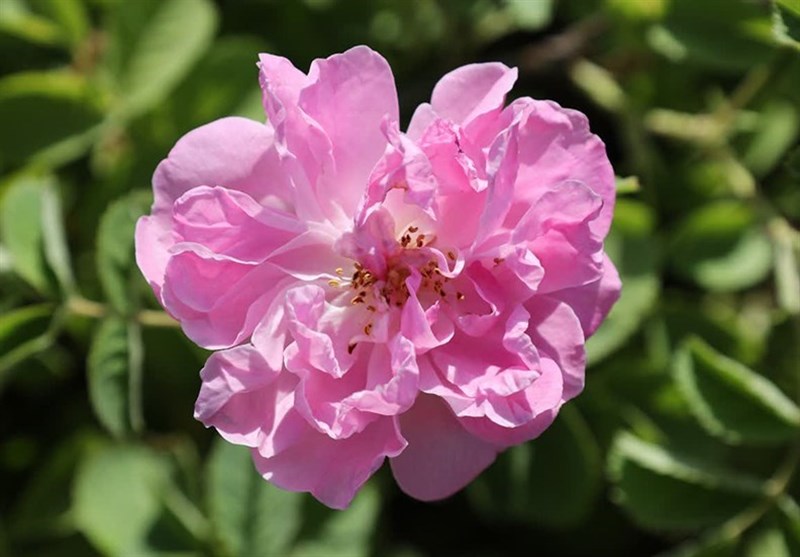 جشنواره گل و گلاب چهارمحال و بختیاری +تصاویر