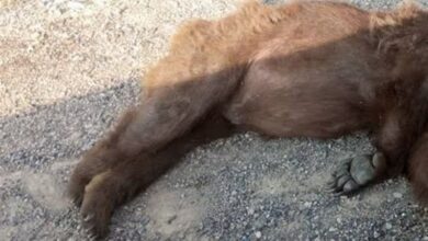 خرس قهوهای و تولهاش در آزادراه شیراز ـ اصفهان تلف شد