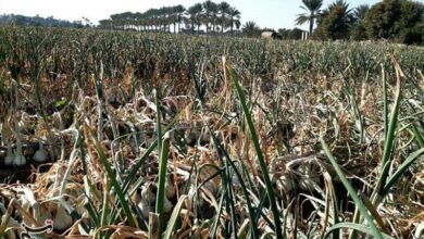 خسارت 100میلیارد تومانی به کشاورزی کاشان