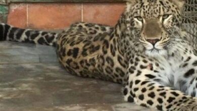 درمان موفق تنها پلنگ بیمار باغ وحش مشهد؛ بازگشت ارس