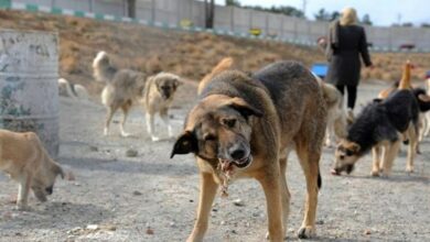 دستور قضایی دادگستری همدان برای جمع آوری سگهای ولگرد