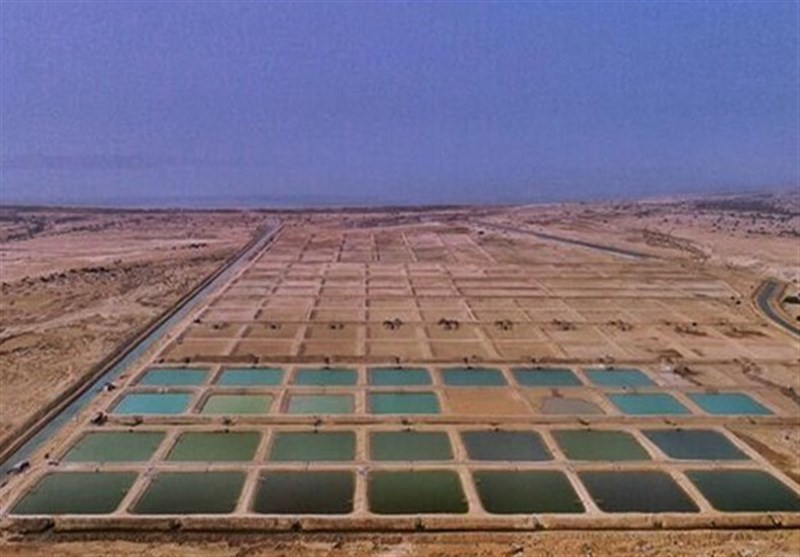 ذخیره 1.3 میلیارد بچه میگو در مراکز پرورشی بوشهر