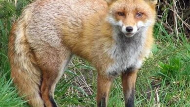 رهاسازی چند گونه حیاتوحش در زیستگاههای بکر کرمانشاه