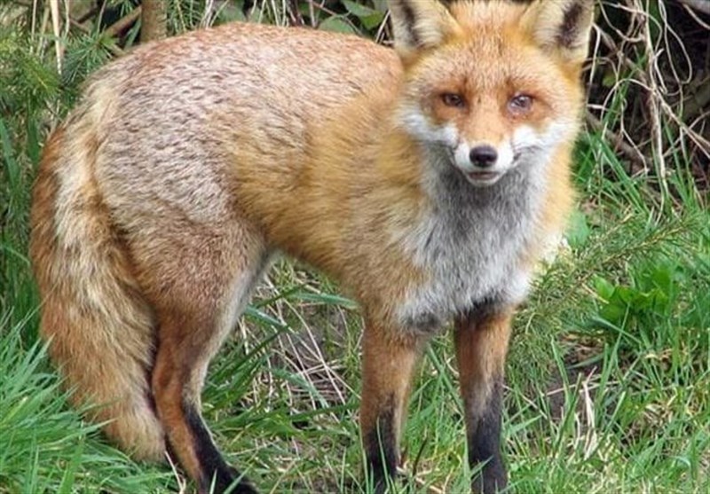 رهاسازی چند گونه حیاتوحش در زیستگاههای بکر کرمانشاه