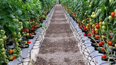 سطح گلخانههای چهارمحال و بختیاری به 100 هکتار رسید