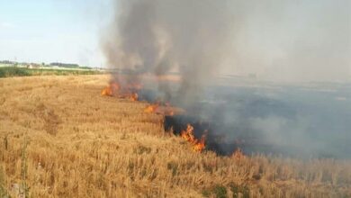 سنت غلط "جارسوزی" در کشاورزان با فرهنگسازی حذف شود