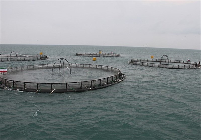 فعالیت 100شرکت دانشبنیان در بخش شیلات