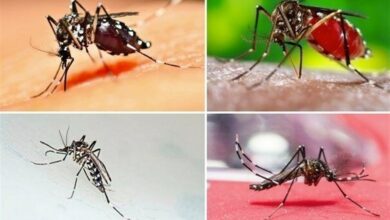 فوت مبتلایان به پشه آئدس مربوط به فارسیهای مقیم امارات بوده