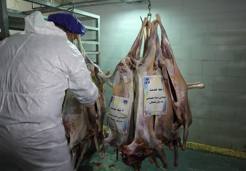 قربانی یکهزار 440 رأس دام در پویش نذر قربانی بوشهر