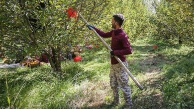 "قطع برق" چالشی که کشاورزی قم را تهدید میکند