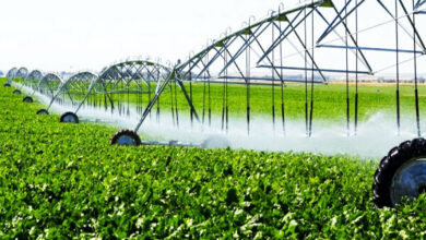 لزوم مدیریت آب و اصلاح سبک کشت به جای سرمایهگذاری در کشورهای دیگر