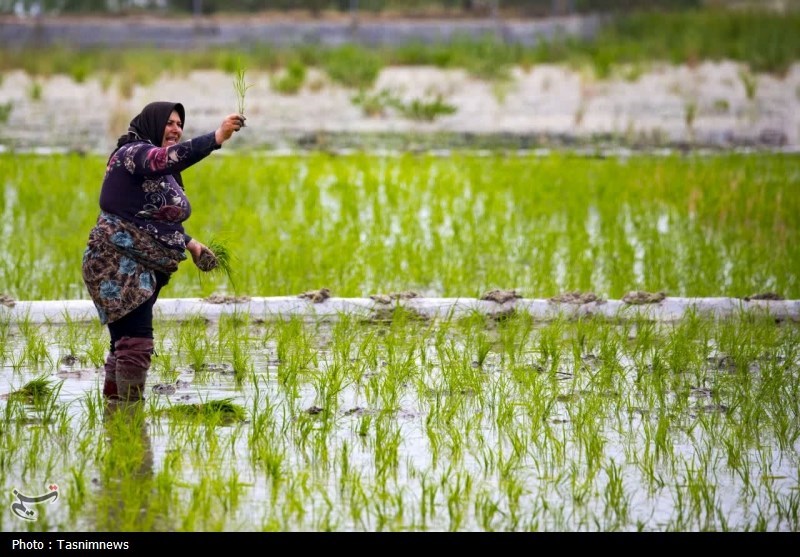 نشاکاری 85 درصدی شالیزارها در مازندران