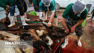 نظارت تیمهای دامپزشکی بر کشتار دام در عید قربان