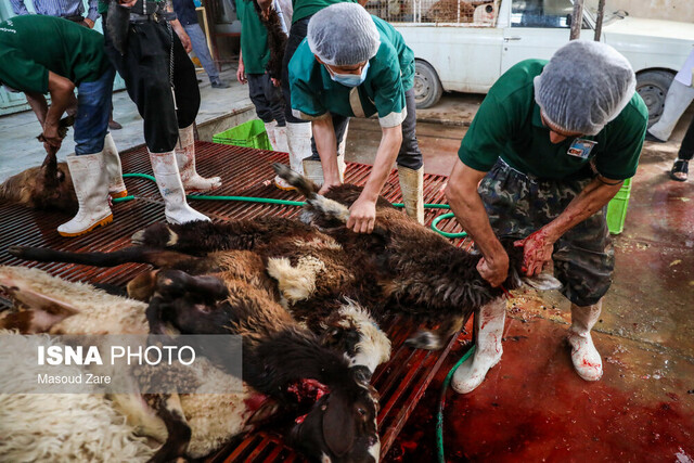 نظارت تیمهای دامپزشکی بر کشتار دام در عید قربان
