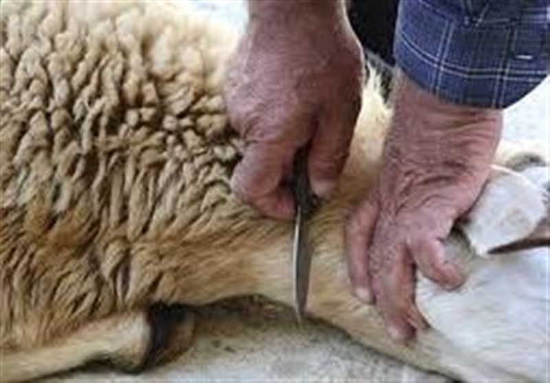 هشدارهای مهم دامپزشکی به مردم در آستانه عید قربان