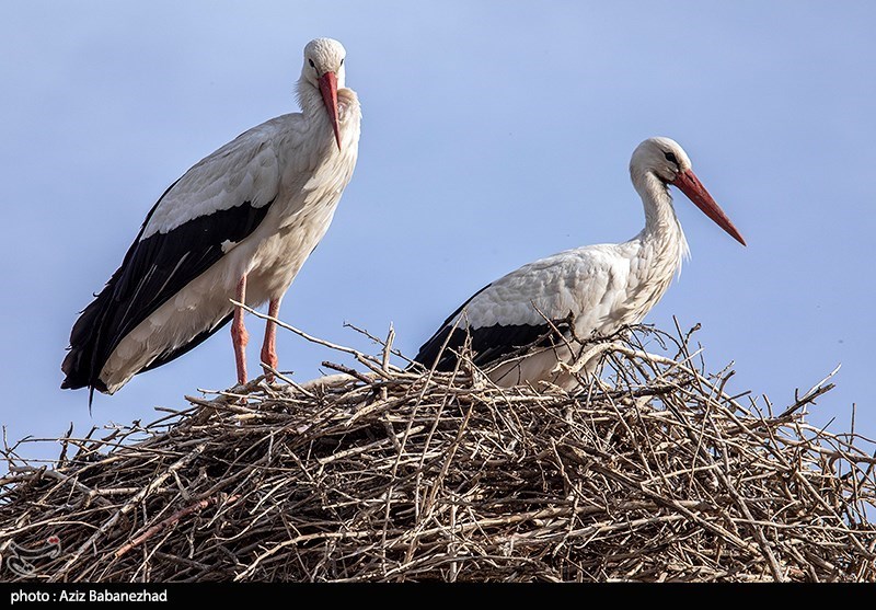 همزیستی لکلکها با مردم یک روستا در بروجرد + فیلم