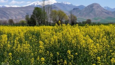 پیشبینی برداشت 6000 تن کلزا از مزارع لرستان