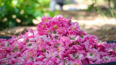 پیشبینی برداشت 7000 تن گل محمدی در کاشان