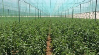 چهارمحال و بختیاری همچنان رتبه اول توسعه گلخانهها