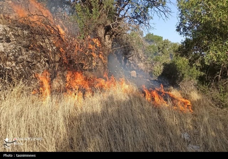 آتش سوزی جنگل ها و مراتع , جنگل ,