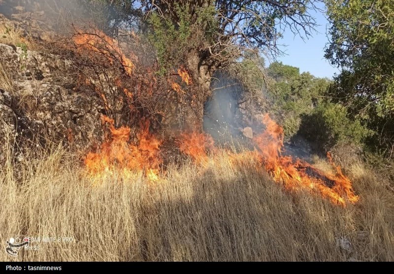 آتش سوزی جنگل ها و مراتع , جنگل ,