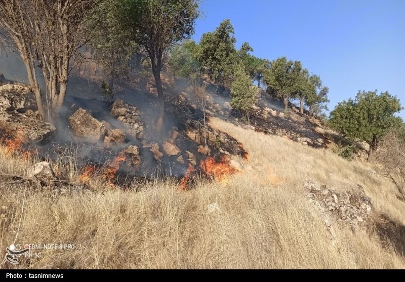 آتش سوزی جنگل ها و مراتع , جنگل ,