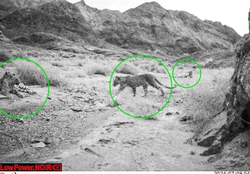 4 پلنگ ایرانی در یک قاب + تصویر