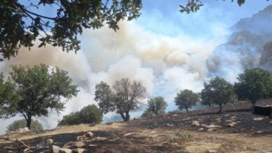 414 هکتار از مراتع و جنگلهای کردستان در آتش سوخت