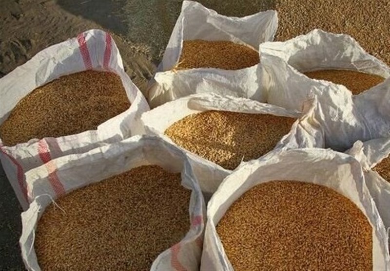 7000 تن جو مازاد بر نیاز کشاورزان قزوینی خریداری خواهد شد