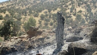 آتشسوزی 2600 هکتار از جنگلهای لرستان/ شناسایی 23 مظنون