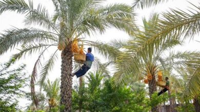 آغاز برداشت نخستین محصول نخلستانهای استان بوشهر