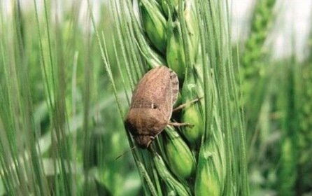 اتمام مبارزه با آفت سن گندم/ مبارزه با ملخهای بومی به ۹۴ هزار هکتار رسید