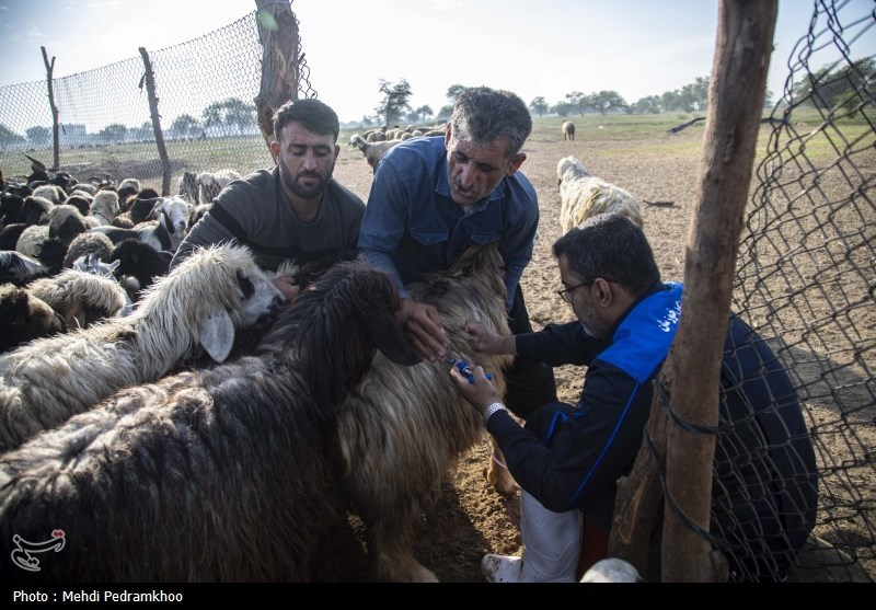 احشام ایل شاهسون رایگان واکسینه میشوند