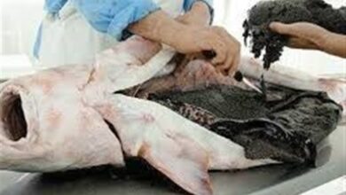 اردبیل به جمع استانهای تولیدکننده خاویار پیوست