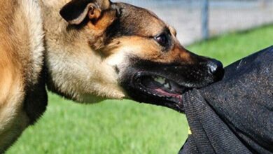 افزایش 40درصدی سگگرفتگی در مازندران