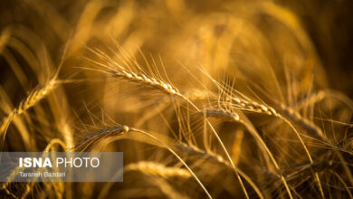 افزایش ۱۵ درصدی خرید تضمینی گندم/ تامین نیاز گندم تمام خبازیها، صنف و صنعت کشور